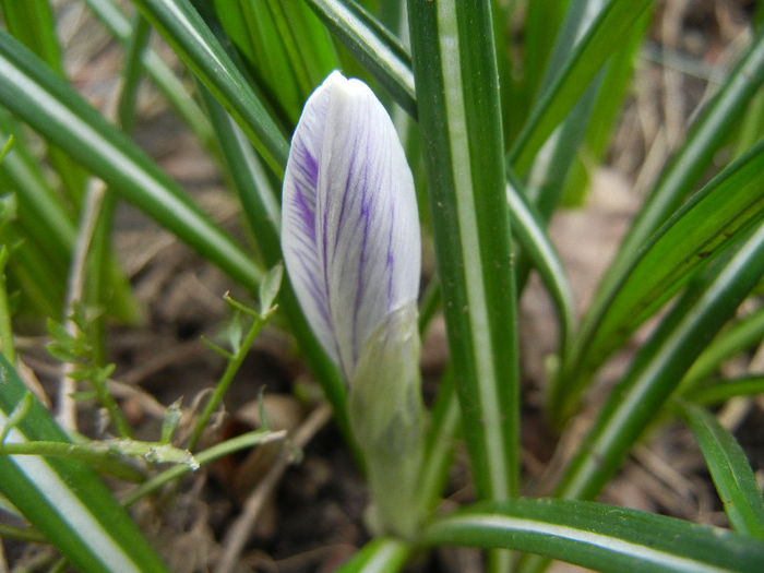 Crocus King of the Striped (2013, Mar.18) - Crocus King of the Striped