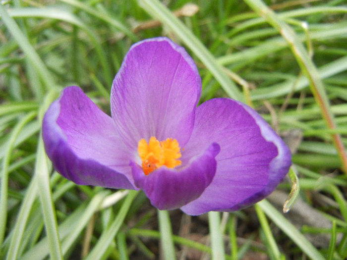 Crocus Flower Record (2013, March 18)