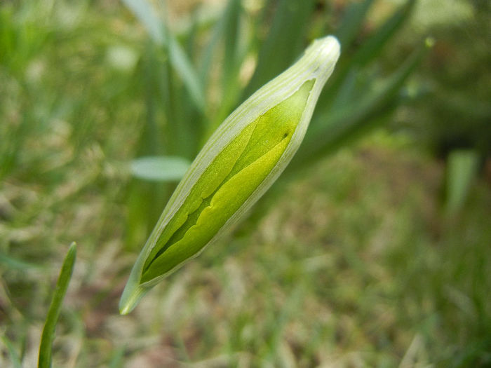 Daffodil Rip van Winkle (2013, March 16) - Narcissus Rip van Winkle