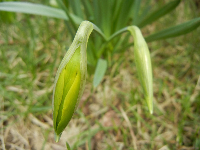Daffodil Rip van Winkle (2013, March 18) - Narcissus Rip van Winkle