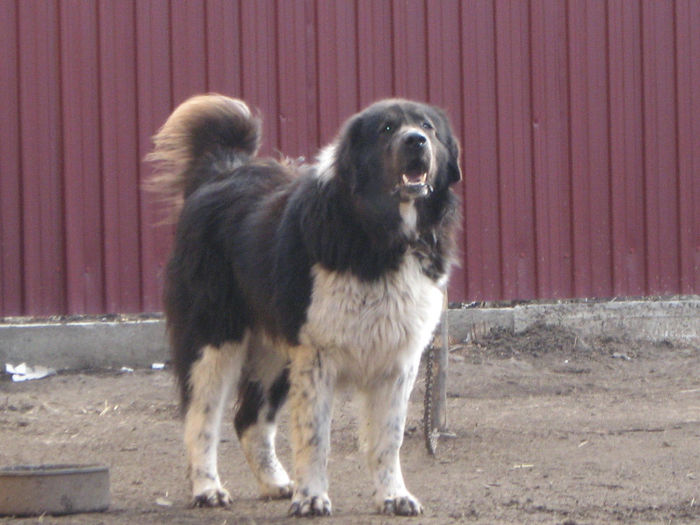 mascul