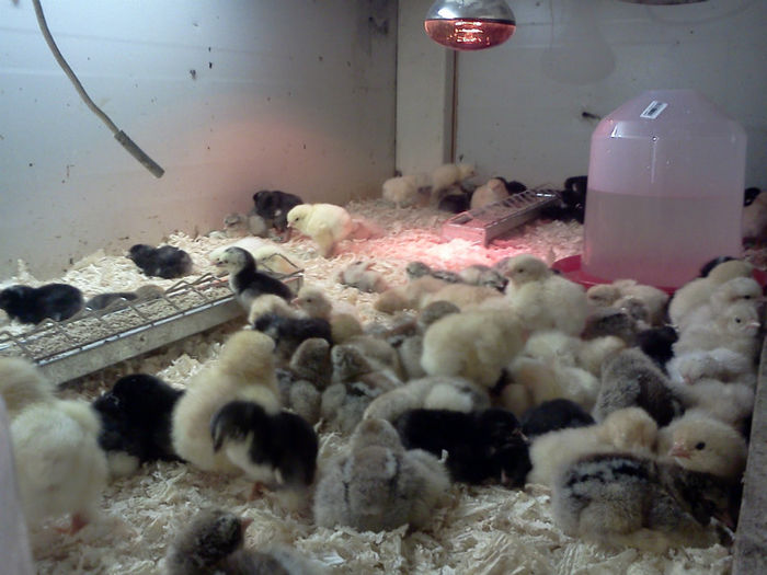 18.03.2013; brahma hd, hi, columbia, plymouth, orp. negru, galben, australorp
