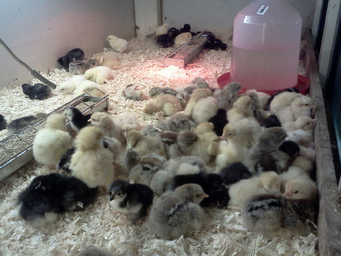 18.03.2013; brahma hd, hi, columbia, plymouth, orp. negru, galben, australorp
