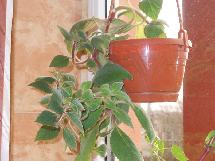 episcia se pregateste sa infloreasca - Florile mele