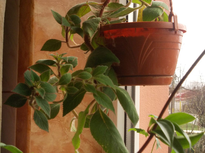 DSCN7314_2792 - Florile mele