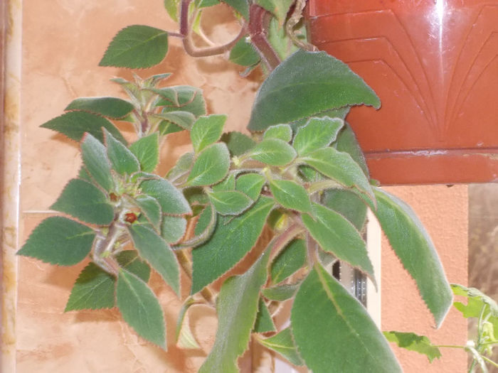 episcia cu boboci - Florile mele