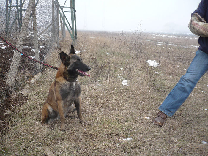 P1050078 - 6  PRETTY DARK KENNEL