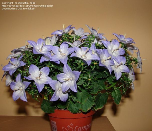 0292b9 - Cumpar Campanula isophylla