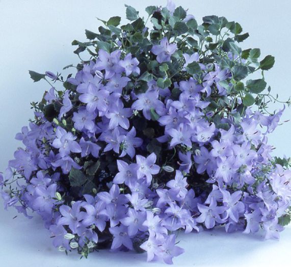 a69 - Cumpar Campanula isophylla