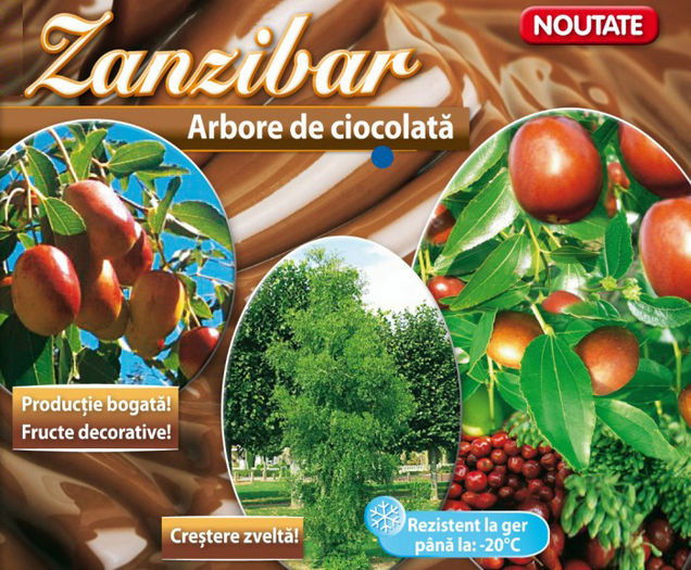 Arborele de ciocolata - Zinzibar; Cele mai valoroase 6 soiuri de curmal chinezesc(ziziphus jujuba). Pomi in ghiveci de 10 l(160 lei)
