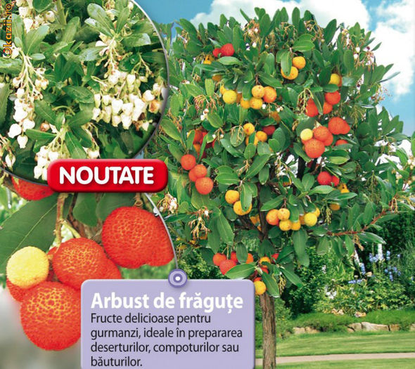 Arbutus unedo - Arbustul de fragute (50-60cm) - 75 lei - Noutati pentru iubitorii de plante exotice