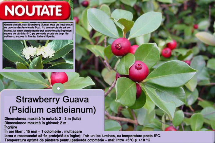 Strawberry Guava (Psidium cattleianum); Strawberry Guava (Psidium cattleianum), anul 2 (20-30 cm) - 45 lei
