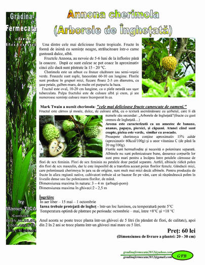 Marul din Rai [ Arborele de inghetata) - Catalog de Plante exotice pentru sanatate