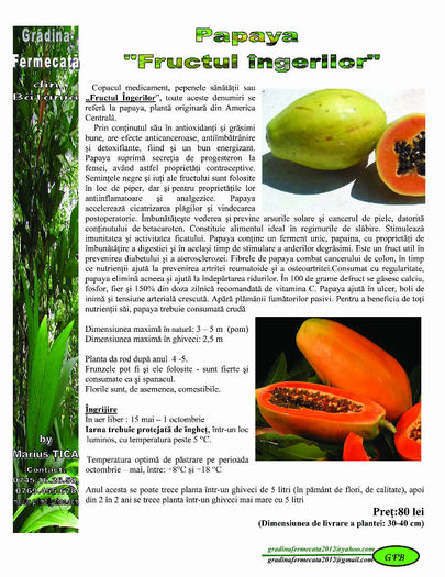 Papaya - Catalog de Plante exotice pentru sanatate