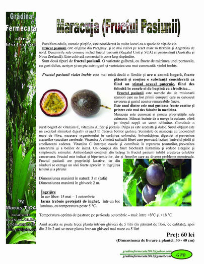 Maracuja - Catalog de Plante exotice pentru sanatate