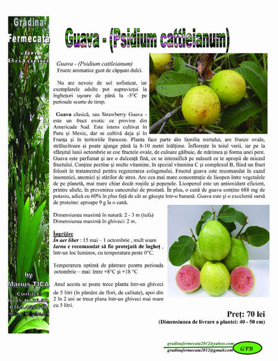 Guava - Catalog de Plante exotice pentru sanatate
