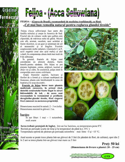Feijoua(Guava de Brasil) - Catalog de Plante exotice pentru sanatate