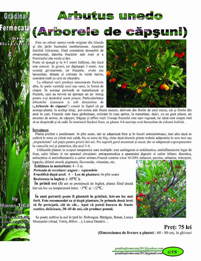 Arbutus unedo - Arborele de fragute - Catalog de Plante exotice pentru sanatate