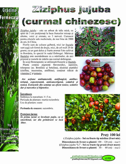 Arborele de ciocolata - Catalog de Plante exotice pentru sanatate