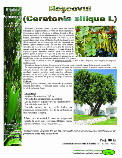 Roscovul sau Cacaua dulce - Catalog de Plante exotice pentru sanatate