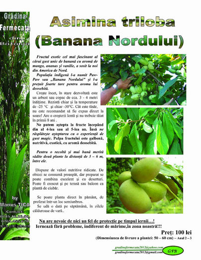 Banana indiana - Paw paw - Catalog de Plante exotice pentru sanatate