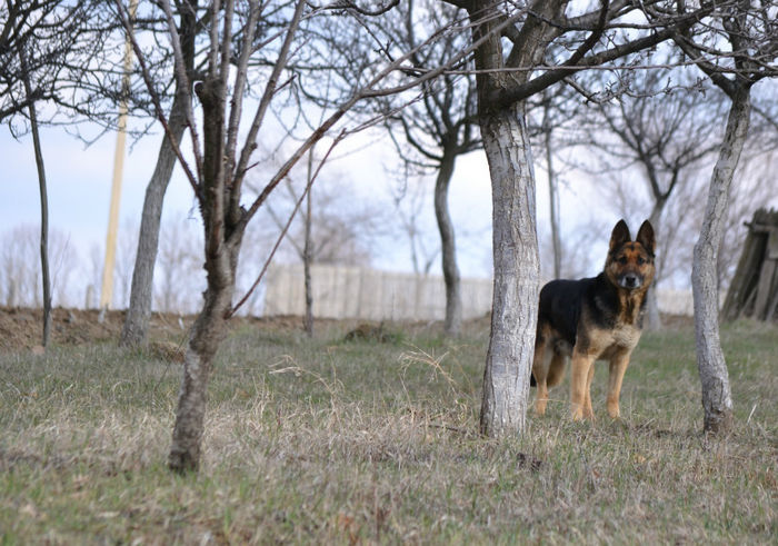 DSC_0240 - Ciobanesc German SASA