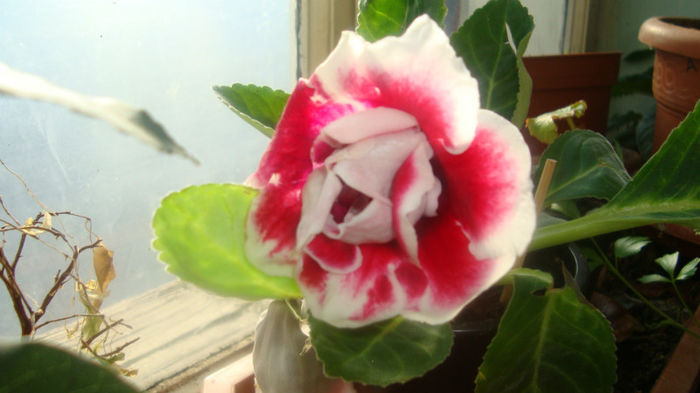 5 - Gloxinia