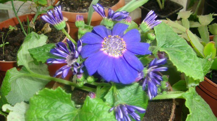 3 - Cineraria