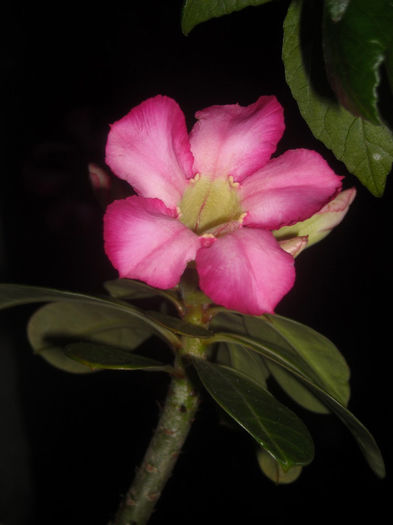 Adenium