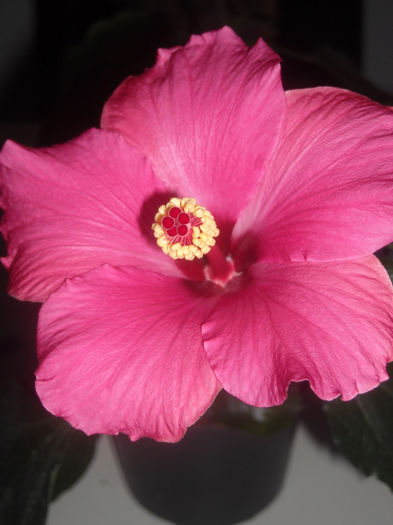 Spravietuitor kaufland