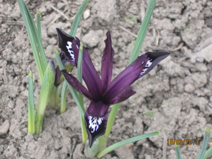 Un iris delicat si curajos, - 1Gradina mea-2013