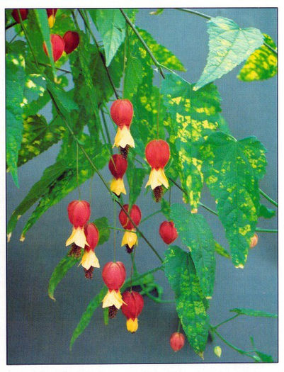 Abutilon megapotamicum, multumesc Valentina