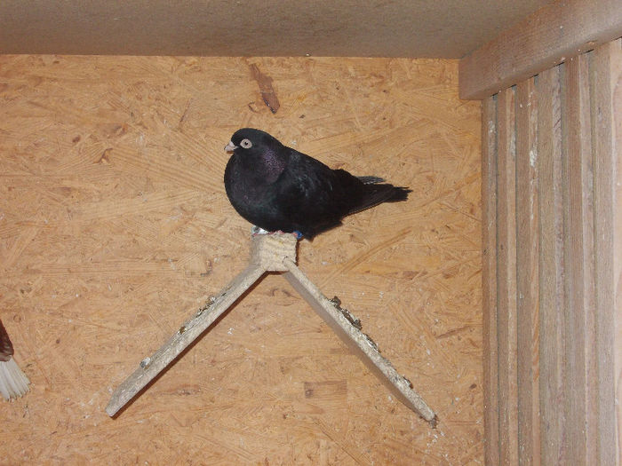 Negru corb-f; de la Toni Puscasu
