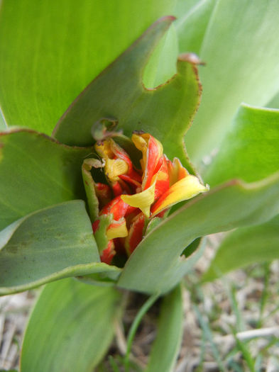 Tulipa Stresa (2013, March 18)