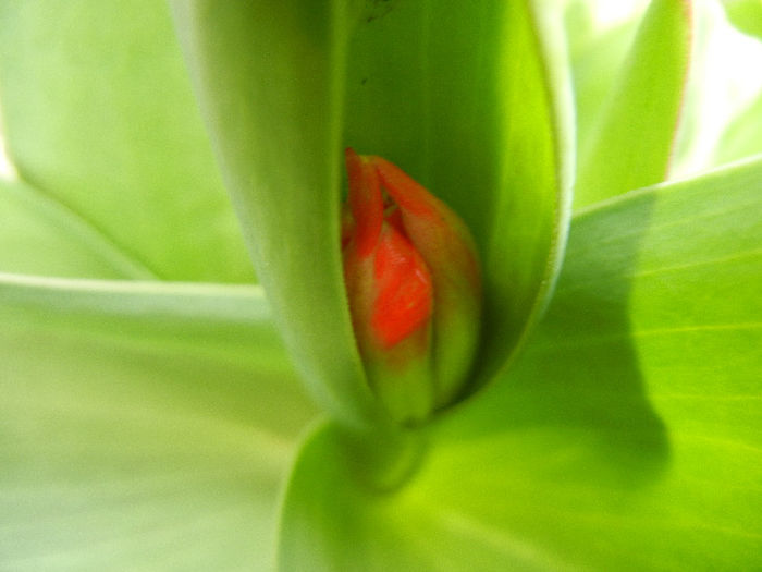 Tulipa Stresa (2013, March 18)