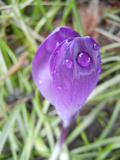 Crocus Flower Record (2013, March 19)