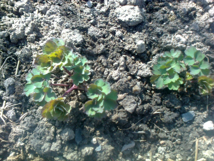 aquilegia ( caldaruse)