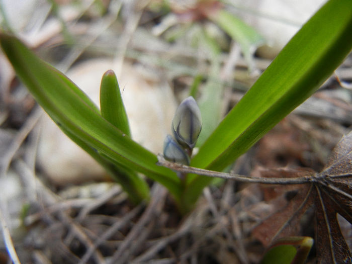 Puschkinia scilloides (2013, March 18)