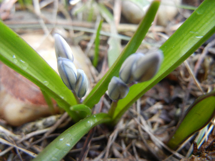 Puschkinia scilloides (2013, March 19)