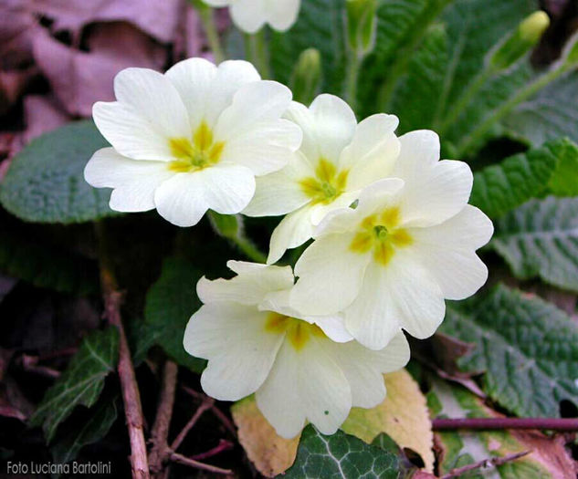 primula