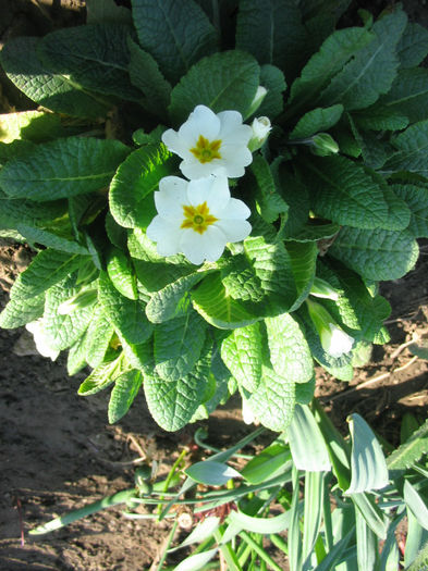 primula