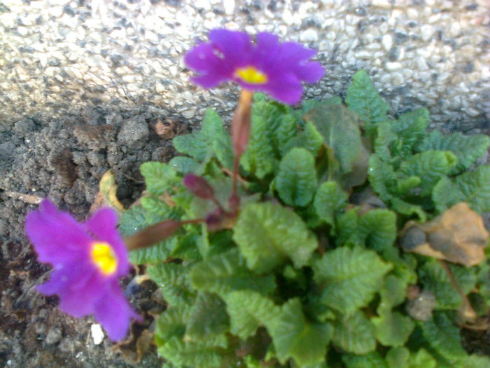 primula