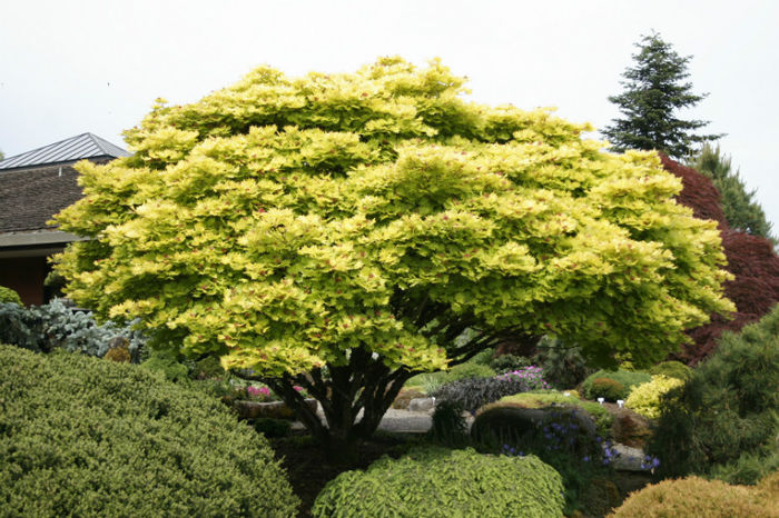 Acer palmatum shiraswanum