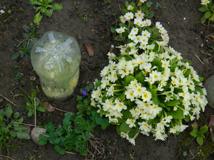 DSCN5680