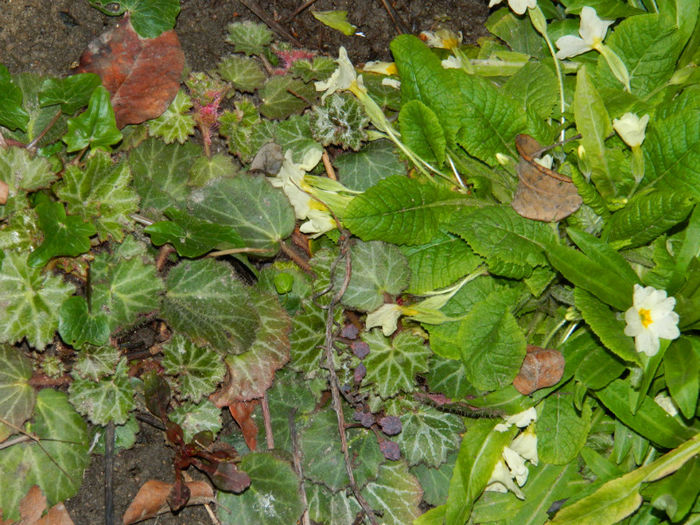 DSCN5686