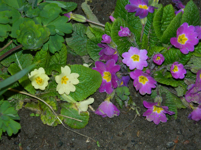 DSCN5690