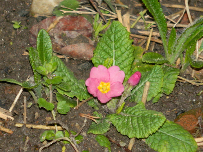 DSCN5691