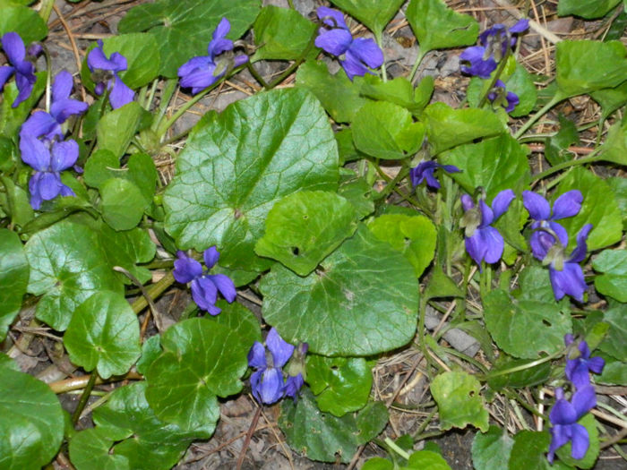 DSCN5697