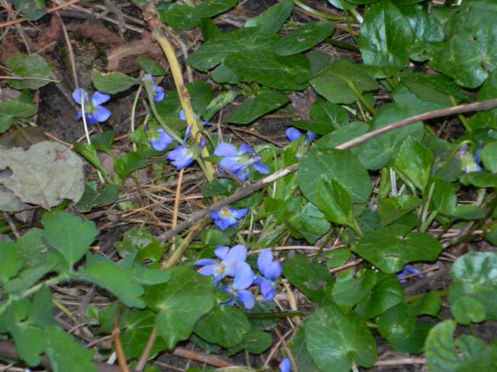 DSCN5699