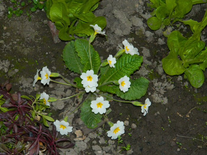 DSCN5718